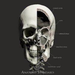 Anatomy Standard