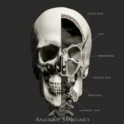 Anatomy Standard